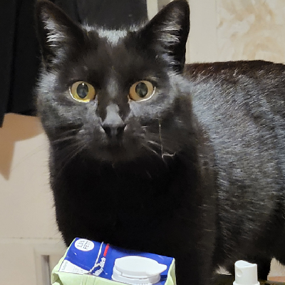 schafstelze@don.linxx.net